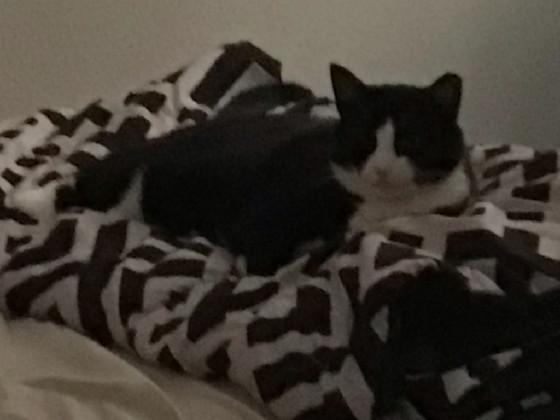 my cat Oreo