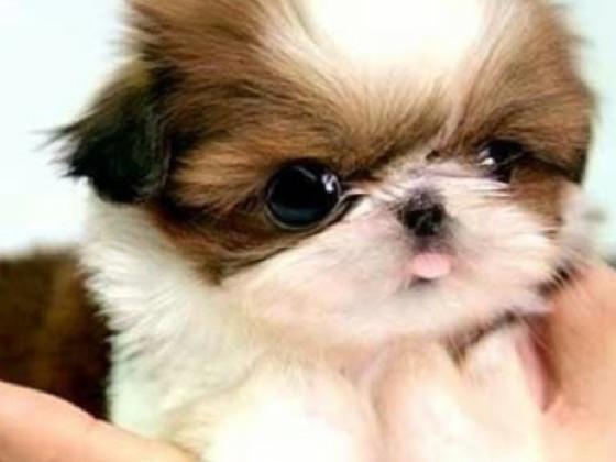 My cute Relaxing Music!🥰