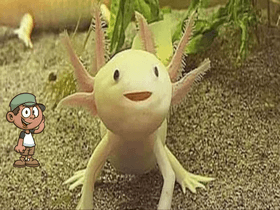 axolotl plz like 1