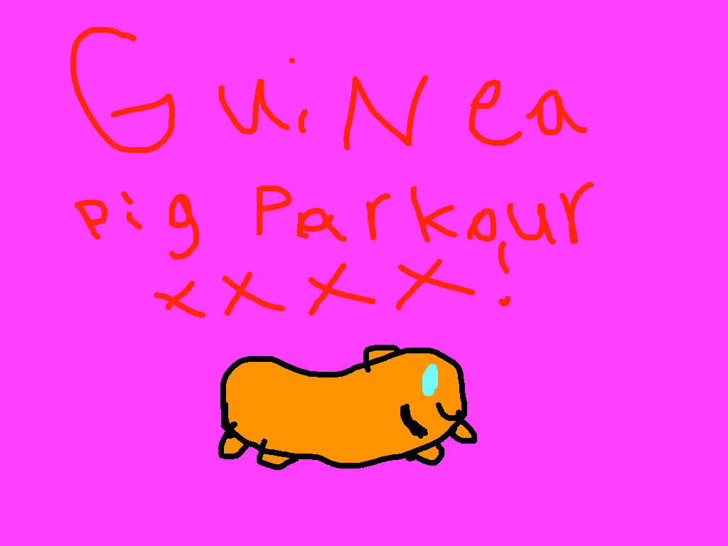 guinea pig parkour x