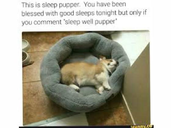 Sleep Well, Pupper!
