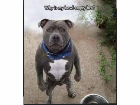 Why is my bowl empty bro?