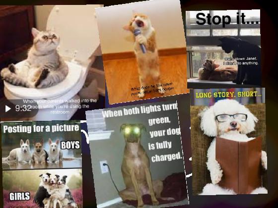my best meem’s