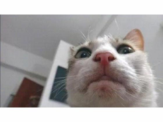 cat game crasher 2000