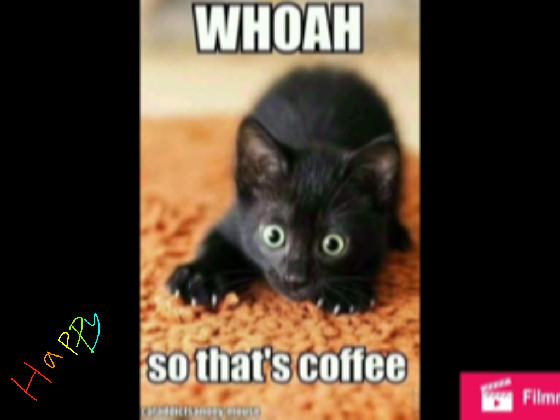 cat memes new memes 1 1