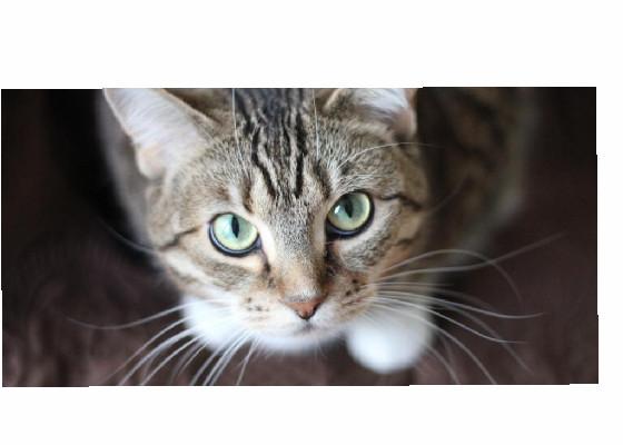 kitty clicker