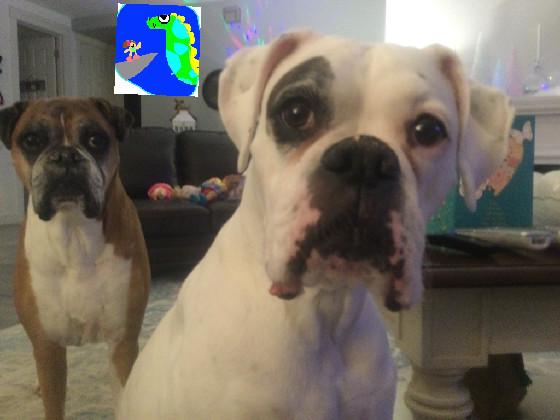 The dog is so so so hungry😒