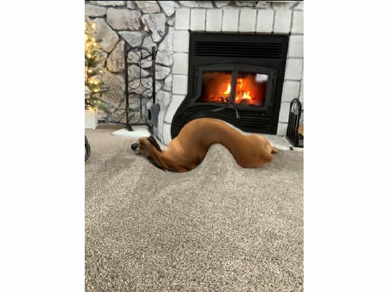 Long dog adventures