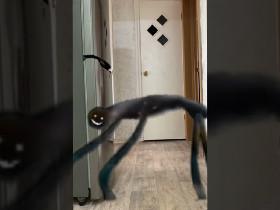 when the imposter is sus