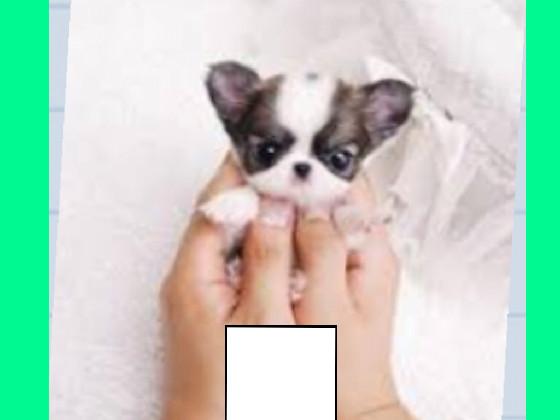 The new Cookie Clicker 1 1