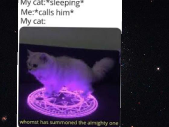 re:cat memes 1 1