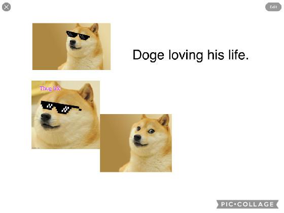 Doge loving his life.