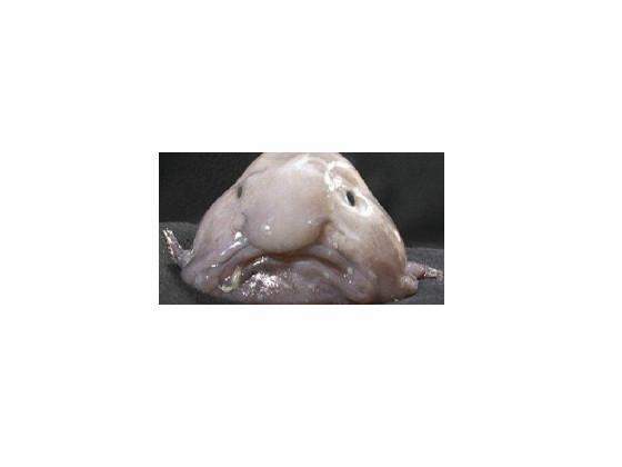 blobfish clicker
