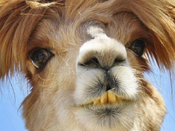 When the imposter is sus 🦙