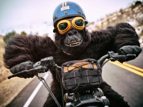monkey
