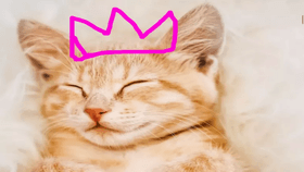 princess cat [so cute]