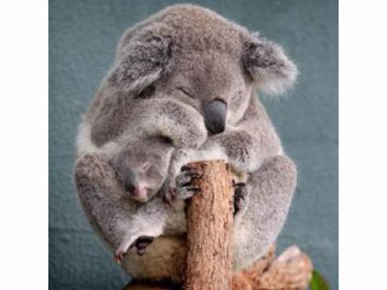 My koala project 😄