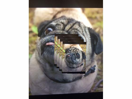 The Pug Multiplier