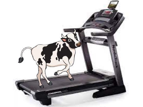 Cow on a tredmill