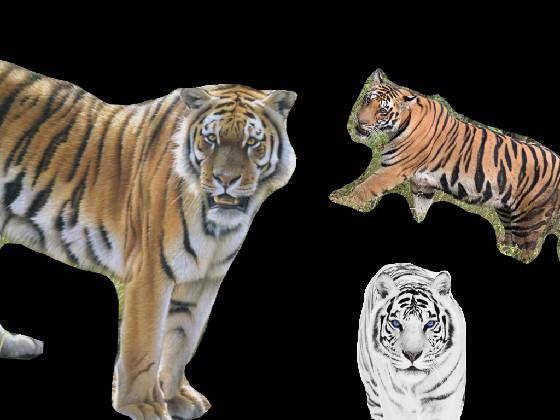 Save the tigers!!! 🐅  1 1