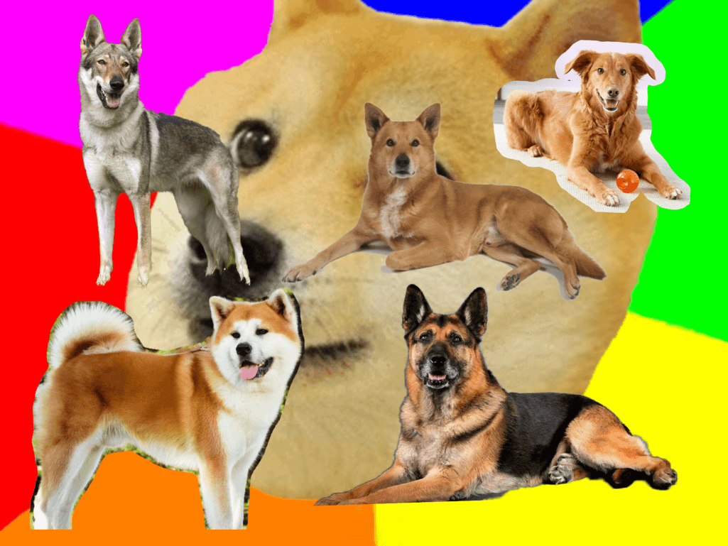 Dog dress up!