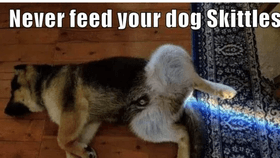 when you feed your dog skittles meme.