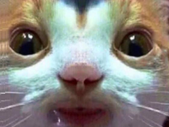 Survive my rabie cat