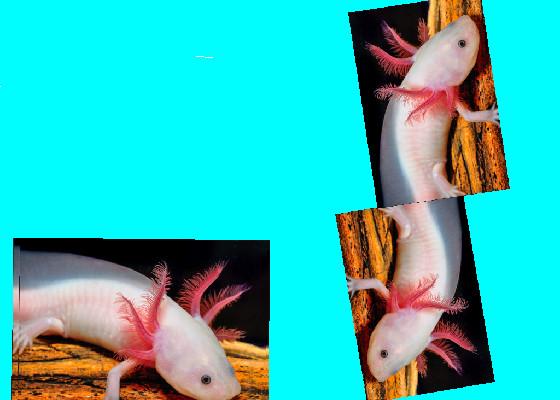 axolotl spinner 1