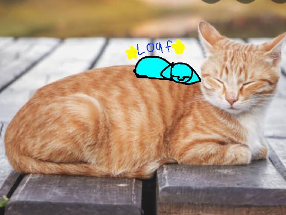 add your oc on tabby cat loaf