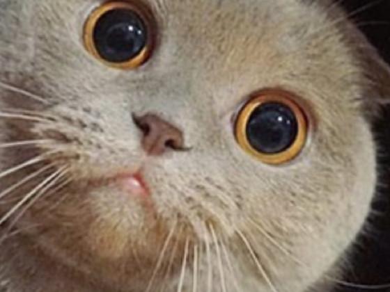 my cat