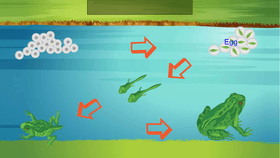 Life Cycle of a Frog