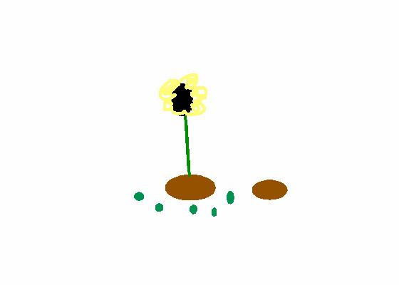 Seed
