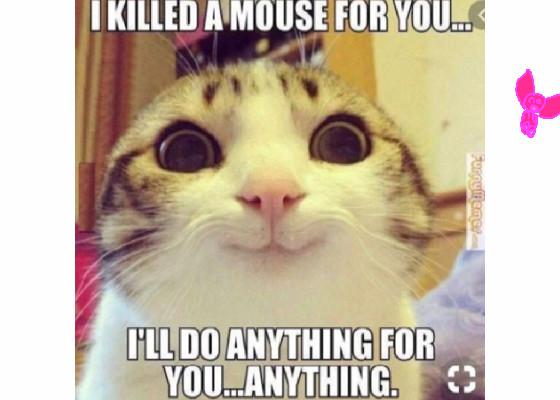 15 funny cat memes! :3 1