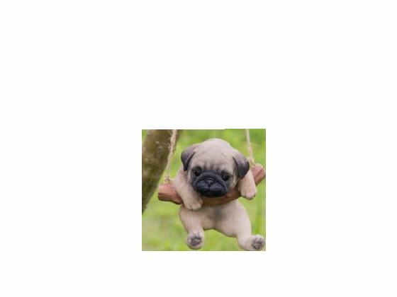 Pug