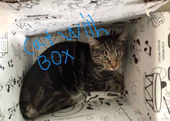 cat with box