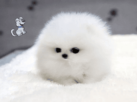 Like if u think it’s cute