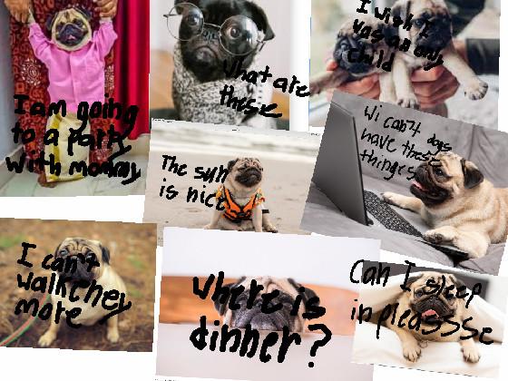 PUG memes please like