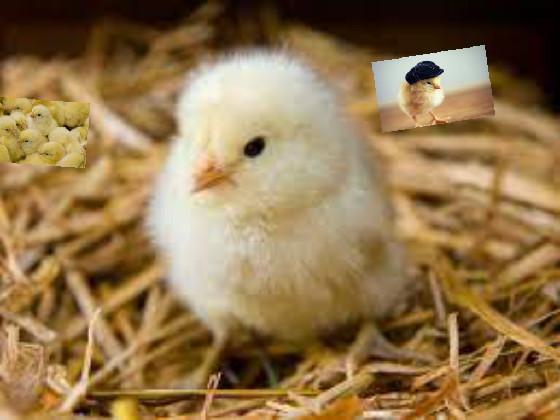 chicky chicky