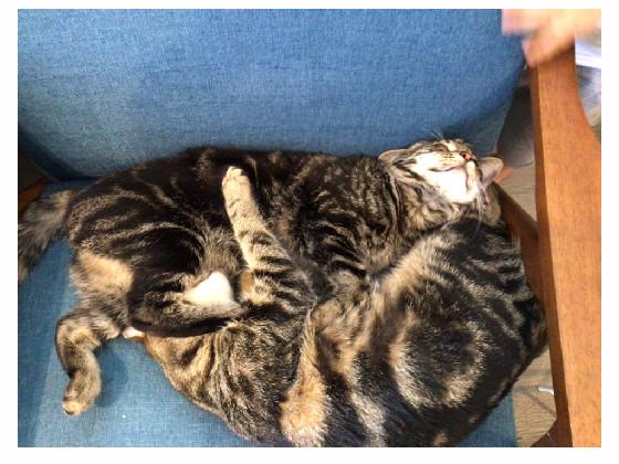 cats