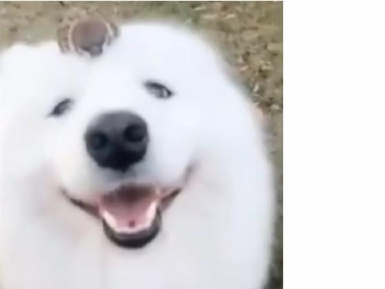 happy doge