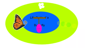 Life Cycle of a Butterfly