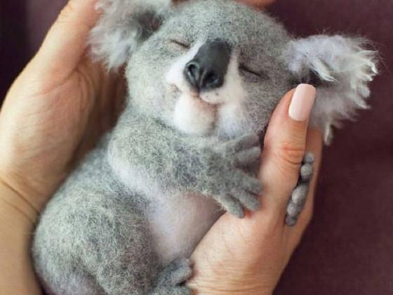 Like if you like koalas