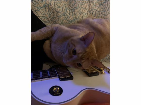 cute kitty cat plays guitar