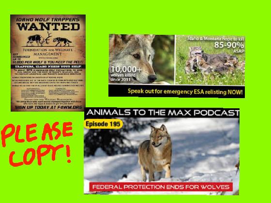 STOP THE HUNT #relistWolves