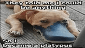 dog or platypus