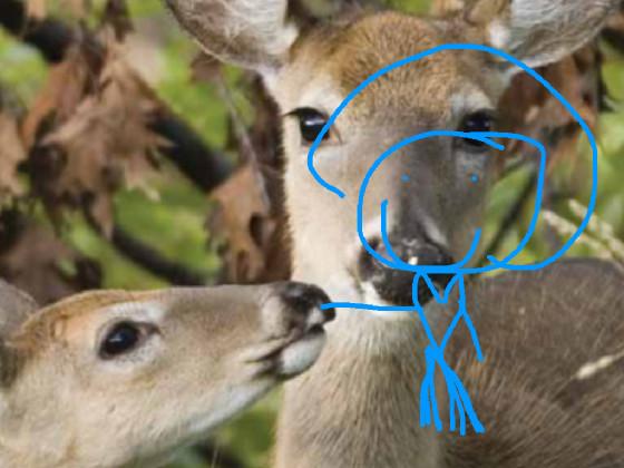 deer’s