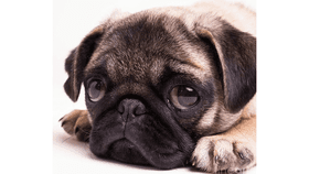 SAD PUG