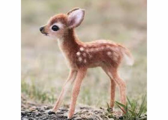 really cute baby animal pictures 1 1