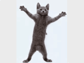 cat dance meme