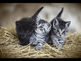 Like if you like baby cats